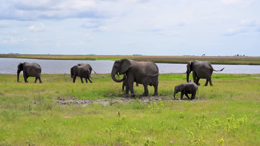 African Bush Elephants walking toward the shore of the Chobe River in Chobe National Park, Botswana