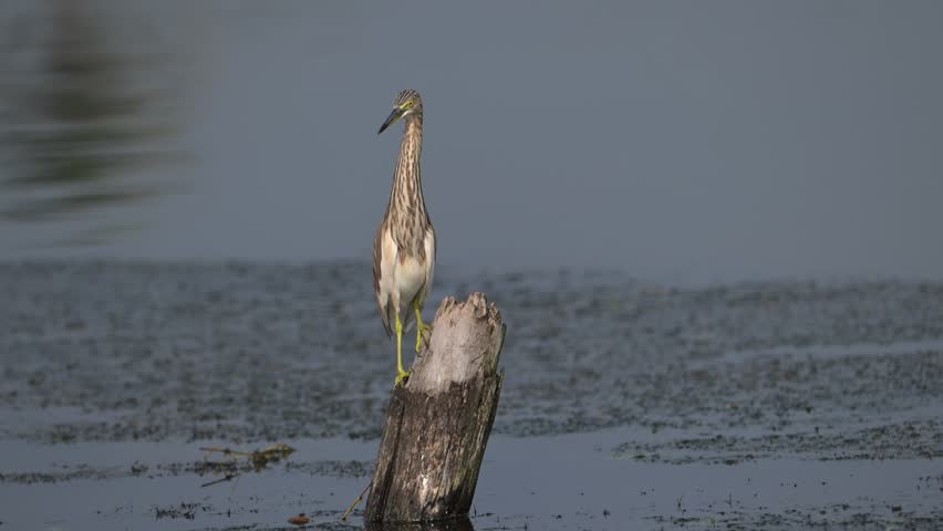 Indian Pond Heron (Ardeola grayii) video