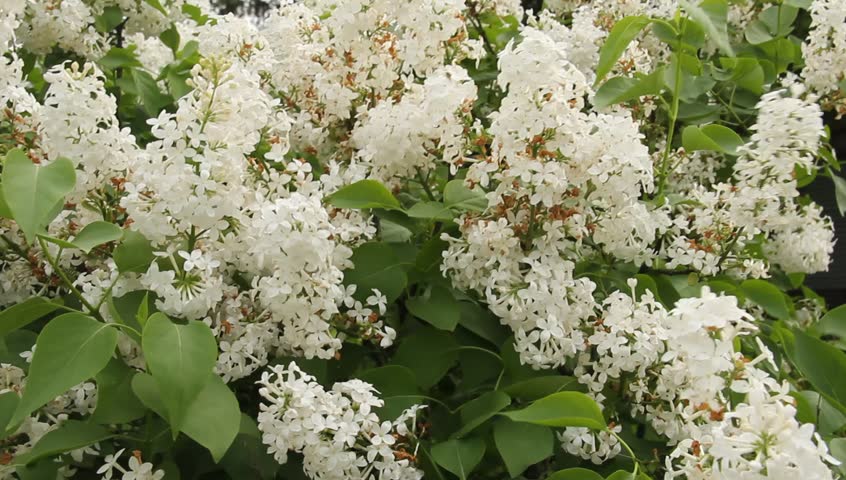 White Lilac Bush Blowing In Stock Footage Video 100 Royalty Free 4020769 Shutterstock,Cheating Spouse Anonymous Cheating Letter