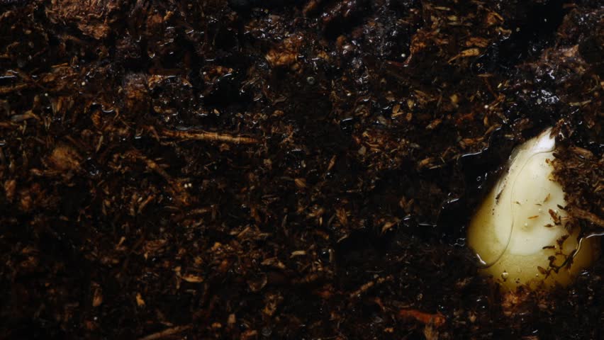 Young corn plant pushing upward from moist earth. Seedling with swollen cotyledon emerging through rich dark humus. Tiny sprout with green tip and delicate roots breaking through moist soil