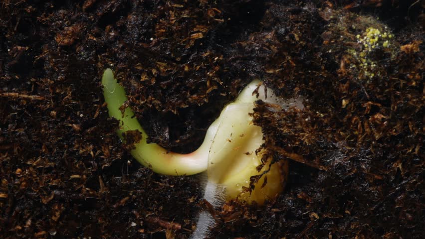 Young corn plant pushing upward from moist earth. Seedling with swollen cotyledon emerging through rich dark humus. Tiny sprout with green tip and delicate roots breaking through moist soil