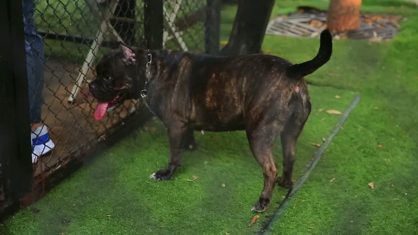 Brindle bulldog panting on green grass in a playful outdoor dog park scene