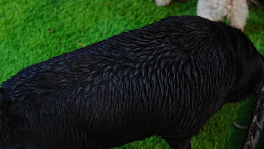Wet black dog shaking off water on artificial grass, playful and fun moment outdoors.
