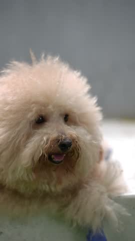 Cute fluffy poodle close-up with tongue out in a soft indoor pet portrait