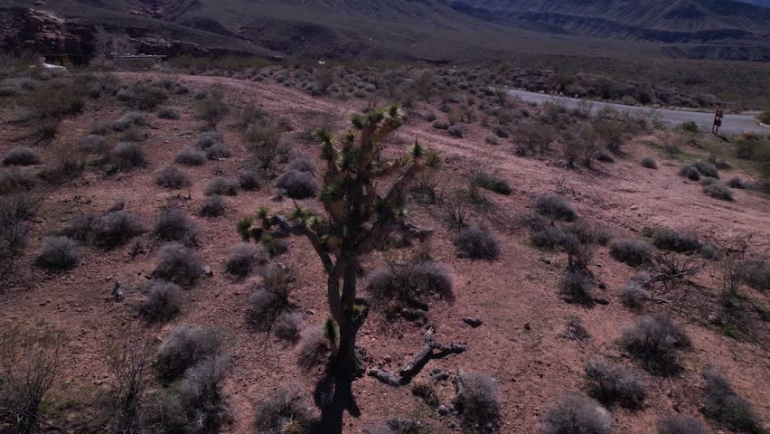 Cactus in the desert of Arizona
