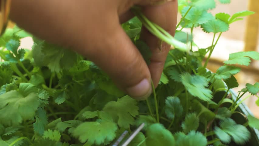 Close view of a woman picking fresh coriander leaves from a small kitchen garden. Natural homegrown herbs, organic gardening, and sustainable food harvesting in a backyard vegetable patch.