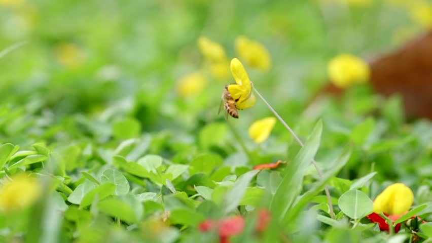Butterfly and Bee Gathering Nectar Close Up on Flowers Macro
