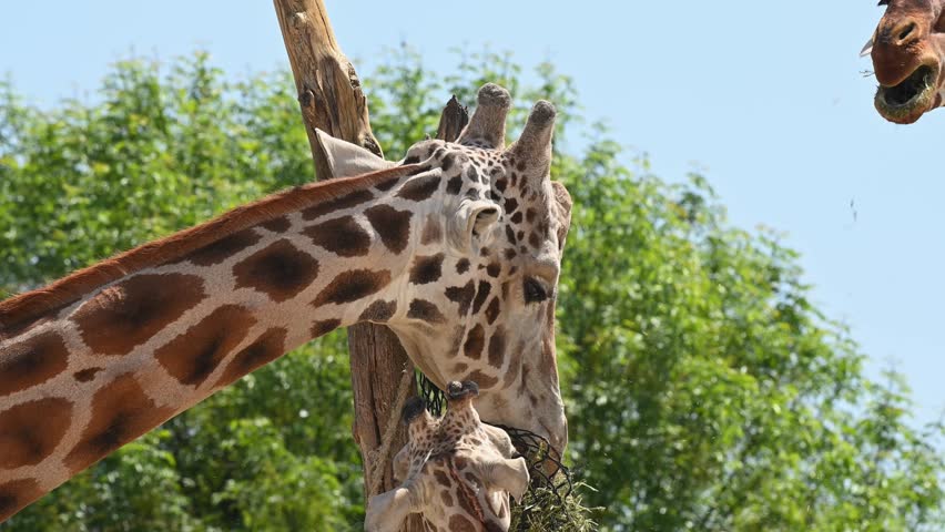 Close-up of a group of giraffes eating high up in a tree