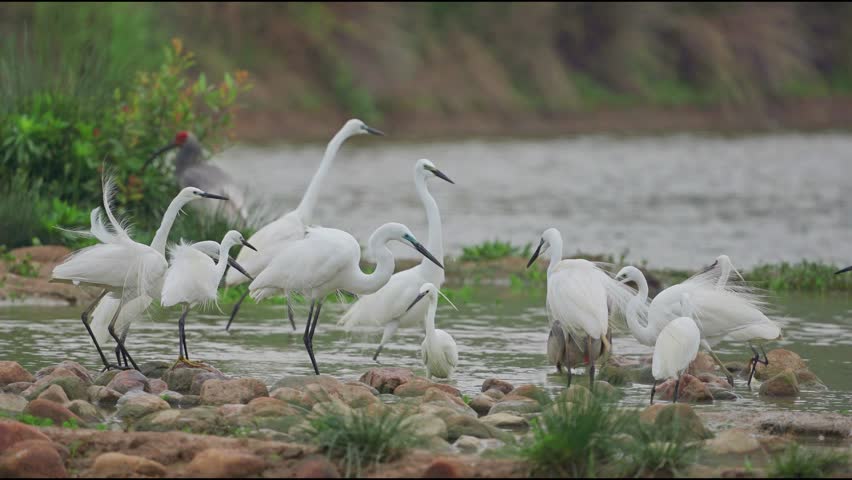 Large Group of Little Egrets Ardea garzetta and Ibis Foraging on Rocky Riverbank in Wetland Ecosystem