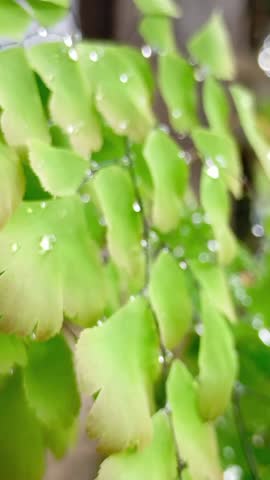 Close up of green maidenhair fern with water drops