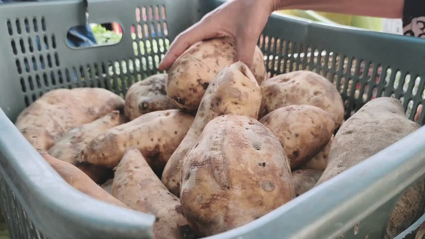 A person picks sweet potatoes in a large plastic basket.