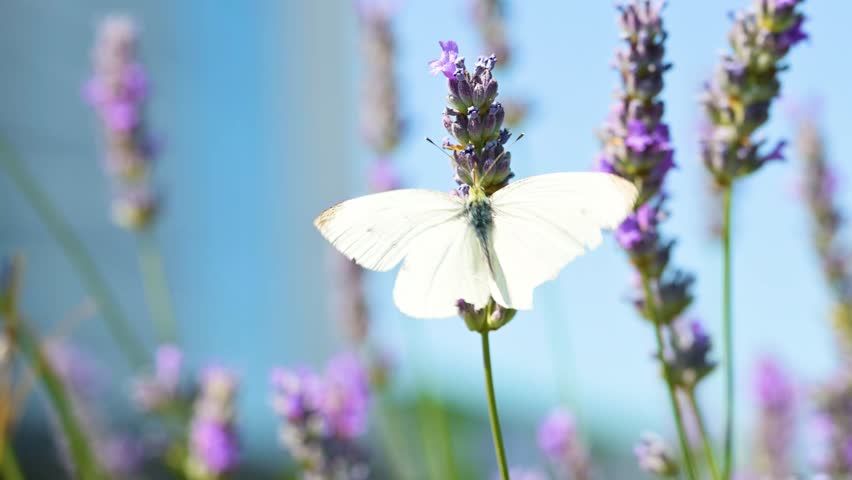 Butterfly on blooming lavender flowers in back yard garden, 4K with selective focus