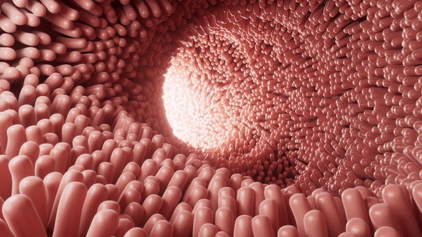 Fleshy intestinal canal lined with soft villi, 3d rendering. Motion graphic.