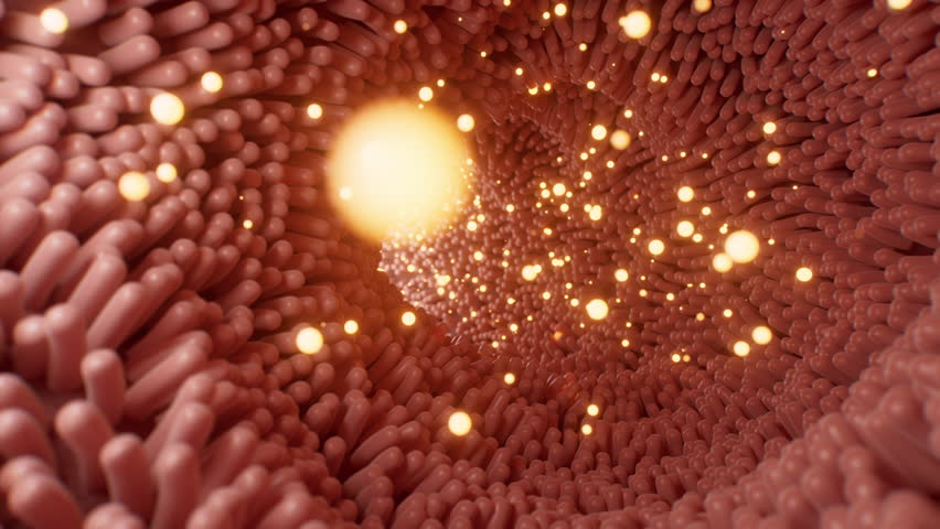 Fleshy intestinal canal lined with soft villi, 3d rendering. Motion graphic.