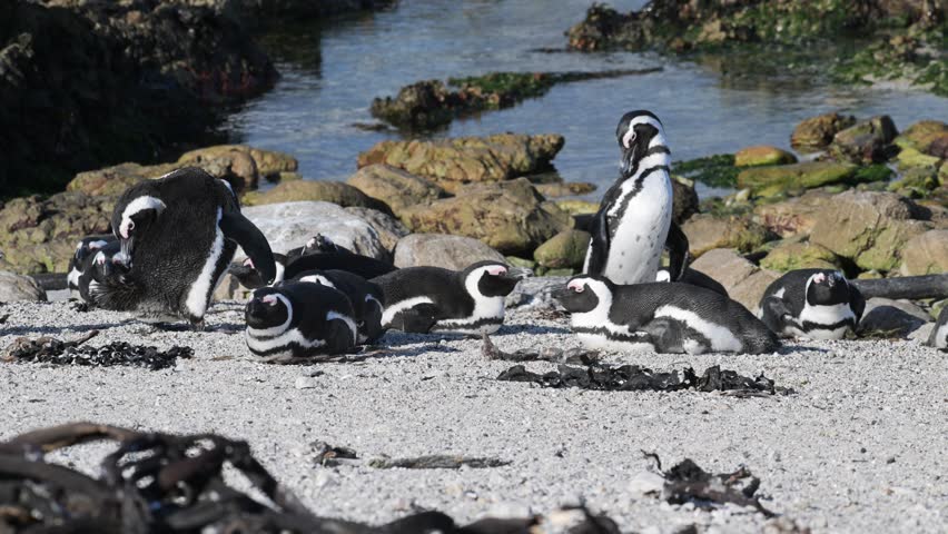 African penguin on the beach, Spheniscus demersus, Cape penguin, South African penguin, cold water, Boulder Point, Bird, South Africa, penguin,
