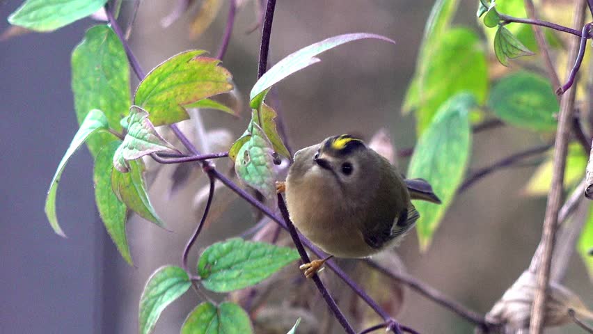Europes smallest bird, the goldcrest, hunting for insects in an English garden, showing its vivid golden crown and olive-green plumage