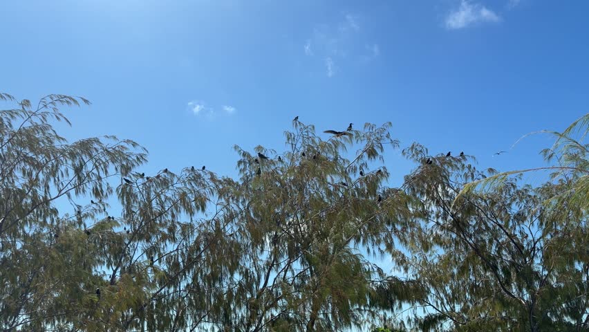 Lady Musgrave Island, Capricornia Cays National Park, Queensland, Australia. A black noddy – Anous minutus – takes off from a branch and flies across a clear blue sky above the coral cay.