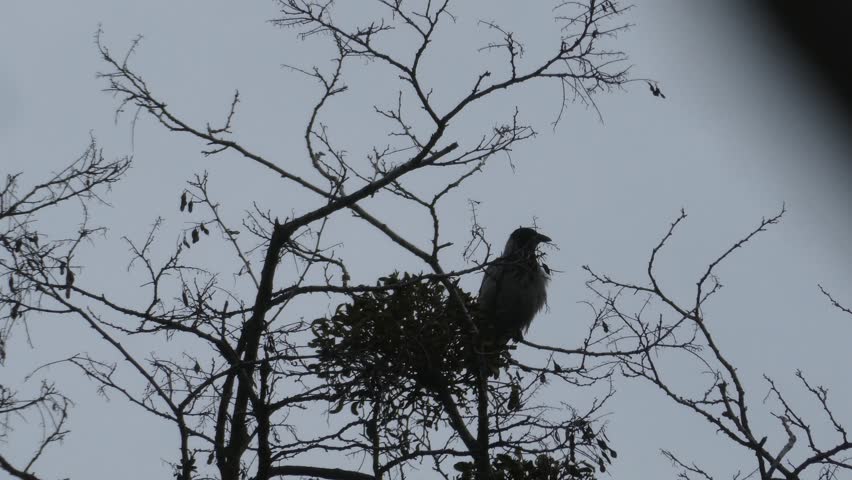 A handheld medium shot of a wild crow perched on a branch of a deciduous tree in early spring. The bird is cleaning its plumage against a gloomy overcast sky. Natural grey colors, melancholic atmosphere, wildlife B-roll.