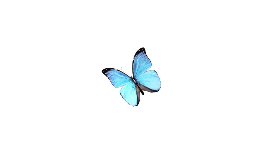 Butterfly animation. HD 1080p. Alpha channel is included. | Freestock videos