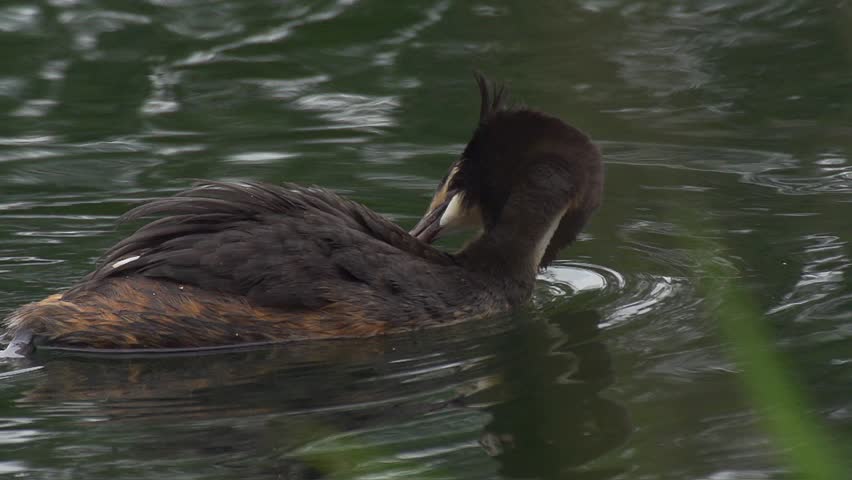 great crested grebe - Podiceps cristatus