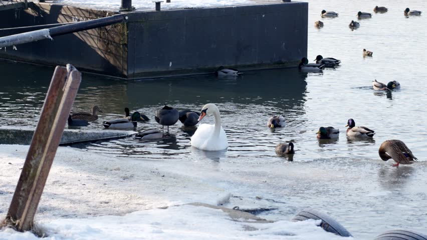 White swan and ducks swimming in icy water during winter, snow-covered shore.