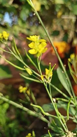 Close-up of vibrant yellow mustard flowers (Brassica juncea) and green leaves growing in a sunny agricultural field during the spring season.