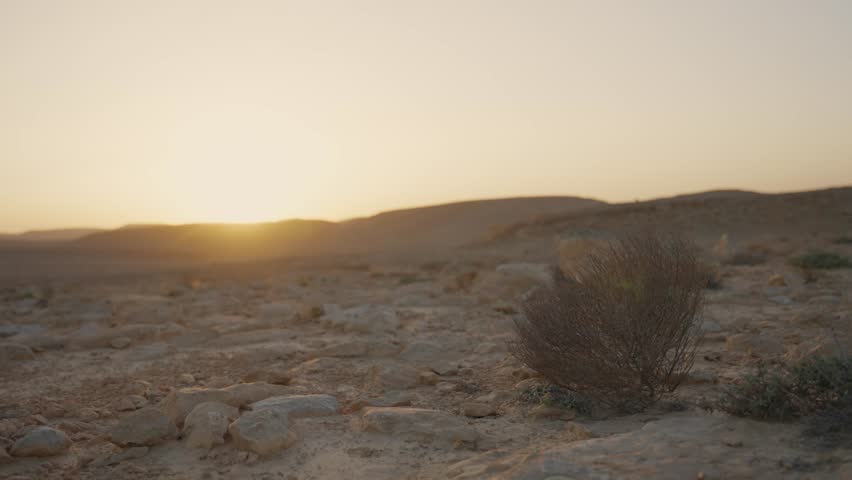 Small shrub in rocky desert landscape at sunrise or sunset with warm light. Rolling hills in background. Nature travel or environmental themes. Windy blowing in arid terrain in Israel Negev desert
