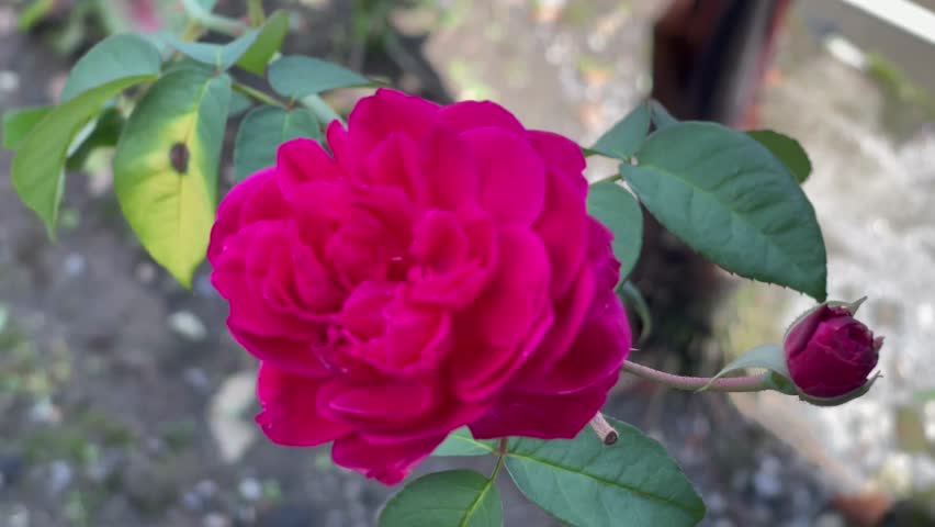 Beautiful Red Rose Flower in Full Bloom Macro Shot