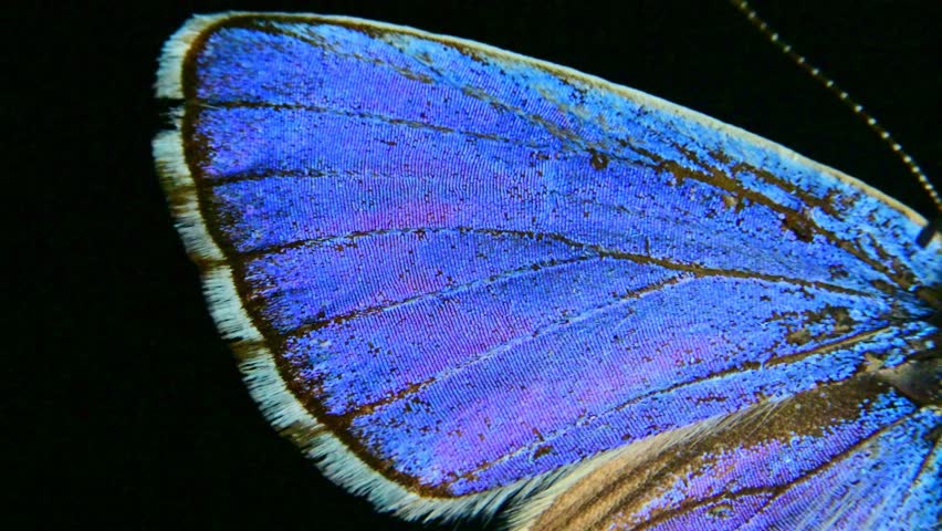 Close-up of the wing of a male Silver-studded Blue butterfly, Plebejus argyrognomon (syn. Plebeius argyrognomon), isolated on a black background