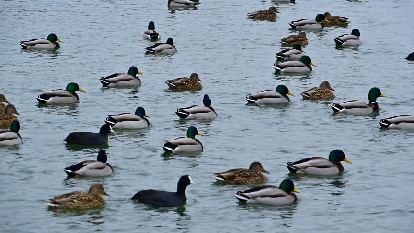Mixed flock of male and female mallards (Anas platyrhynchos) and Eurasian coots (Fulica atra) swimming in a lagoon during winter in the Sukhoi liman, Odessa region