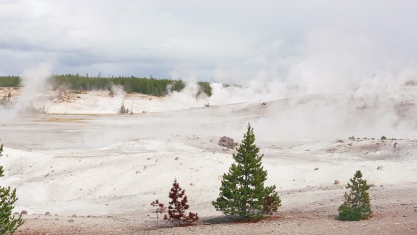 Wide view of active geothermal vents releasing thick white steam across a barren volcanic landscape with pine trees