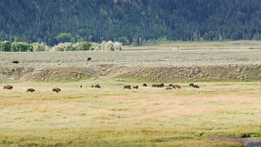 Large herd of American bison grazing, feeding and roaming across open valley grassland in Yellowstone National Park with forested hills behind, Wildlife conservation, Travel tourism