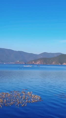 A dynamic 1080p shot of a seagull diving towards the sparkling blue surface of Erhai Lake to catch fish or food. Scenic water splash in Dali, China.