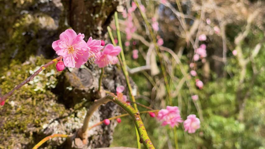 Red plum blossoms in full bloom