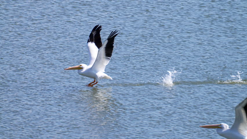 a pelican steps off the water and takes to the air