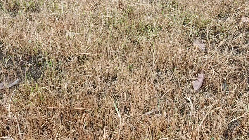Dry Grass Field Swaying in the Wind – Natural Meadow Landscape in Countryside