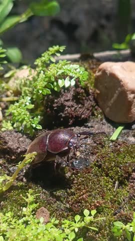 The Iron Giant of the Undergrowth: Observing Rhino Beetle Behavior in the Wild
​Step into the hidden world of the Rhinoceros Beetle. From their legendary tests of strength to their complex mating rituals, discover how these miniature titans navigate the challenges of the wild and why their unique behaviors continue to fascinate entomologists worldwide.