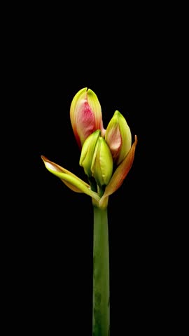 Time Lapse of flowering Amaryllis on black background. Spring timelapse of Hippeastrum flowers
