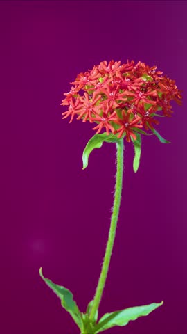 Red cluster flower on purple backdrop, studio macro portrait with tall hairy stem, glossy leaves, saturated tones and shallow depth of field
