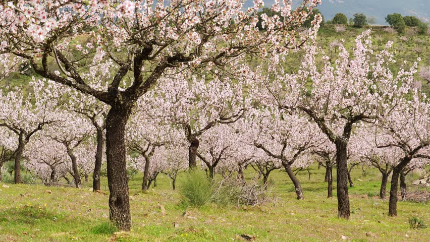 Pink Blossoming Almond Trees and Green Meadow in Spring. Northern Portugal