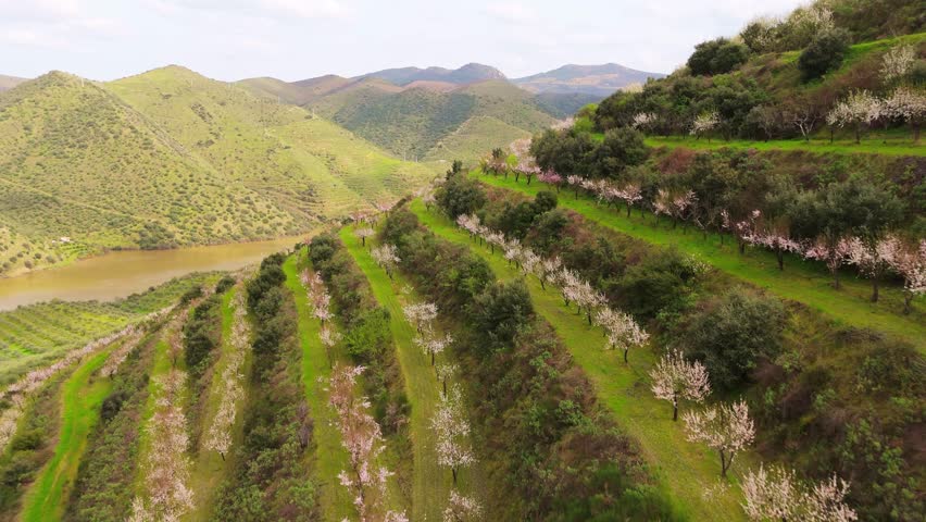 Douro Valley. Green Hills with Blossoming Almond Trees, Vineyards and Terraces. Douro River. Northern Portugal. Aerial Drone Shot. Moving Forward and Upwards over Slope. Reveal Shot