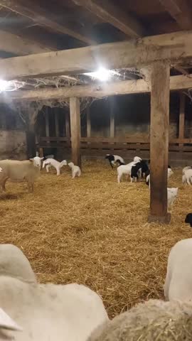 A lively group of young white and black-faced lambs gathers inside a traditional wooden barn filled with fresh golden straw bedding. The rustic interior features heavy timber beams and soft overhead lighting that creates a warm, atmospheric environment for the livestock. Several lambs are captured in motion, showcasing the energetic and playful nature of young sheep within a protected farm building.

The scene highlights the essential aspects of animal husbandry and indoor livestock management during the colder months or lambing season. The contrast between the soft wool of the lambs and the rough texture of the wooden pillars provides a rich visual narrative of rural life. This high-quality shot is perfect for agricultural presentations, veterinary educational materials, or commercial projects focusing on sustainable farming practices.

Each lamb displays unique characteristics, from pure white coats to distinct black markings on their faces, adding variety and interest to the composition. The spacious barn setting allows for a clear view of the flock