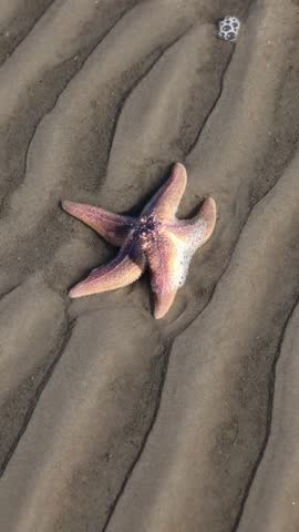 Pink starfish on the beach on fine sand at low tide