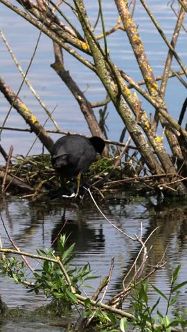 Coot on nest among branches on the shore of a lake