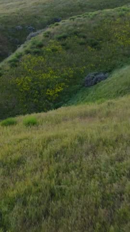 Rolling Sagebrush Steppe in Soft Evening Light