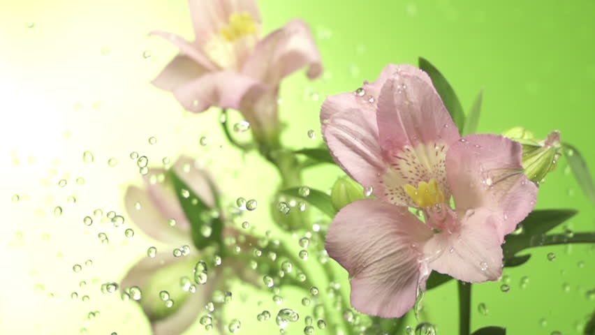 Blossom pink flower under raindrops on green background