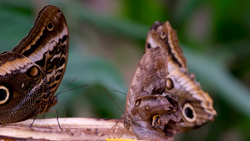 Two Caligo atreus dionysos owl butterflies sitting opposite each other on tree stump macro wildlife scene