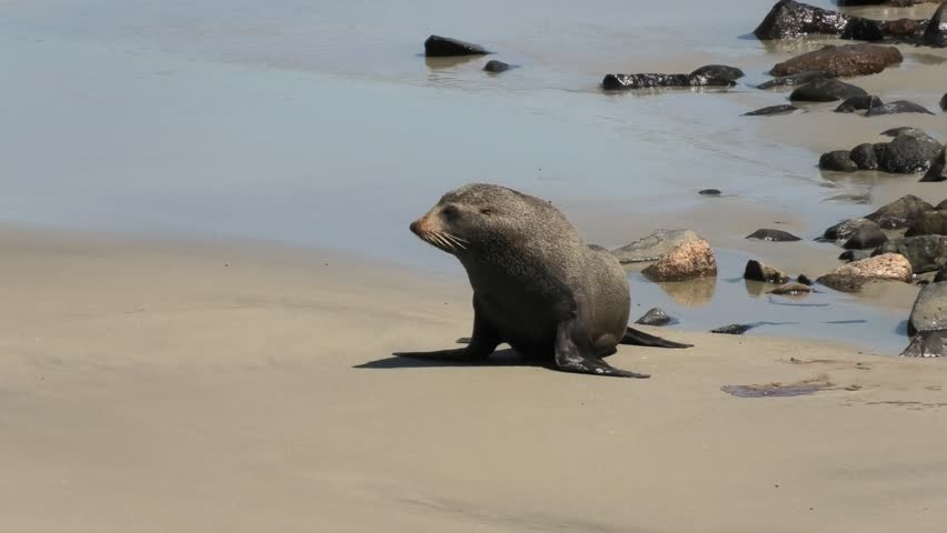 On the Pacific coast of New Zealand at Otago peninsula fur seal run on the beach towards ocean. Amazing wild nature scene.