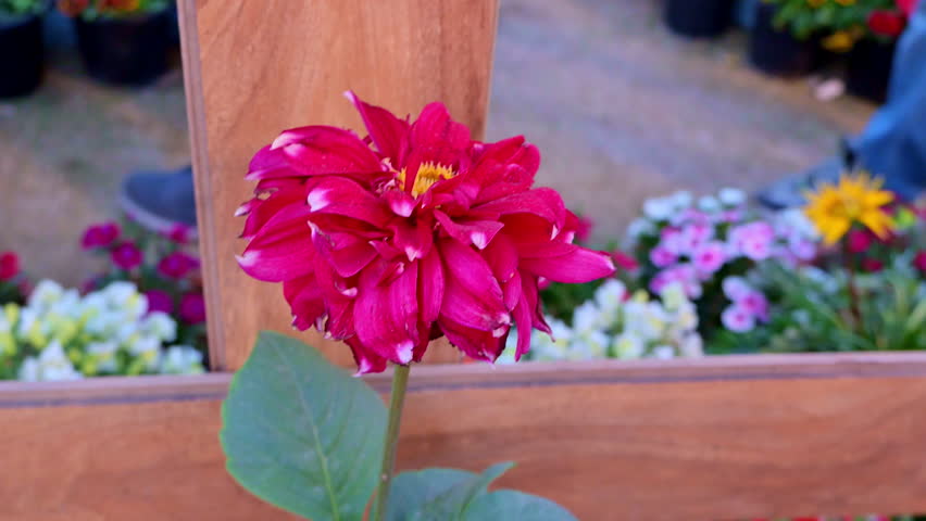 A vibrant pink dahlia flower is in full bloom against a wooden planter. Other colorful flowers and a person in blue pants are visible in the soft-focus background.
