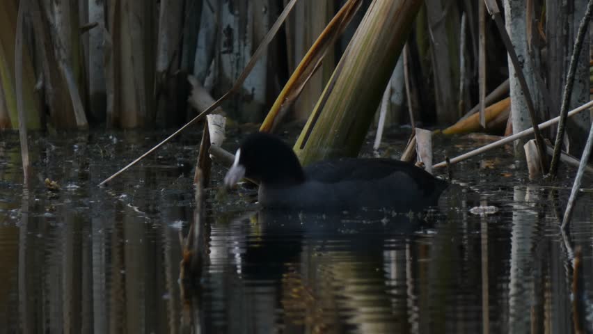 Black Eurasian coot, waterfowl bird, swimming and searching for algae among dense reed stalks in dark water, soft light, medium shot, focused. Survival Instinct and Cycle of Nature.